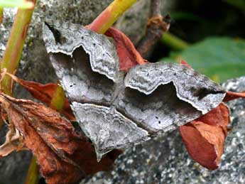 Scotopteryx moeniata Scop. adulte - ©Pierre Ricci