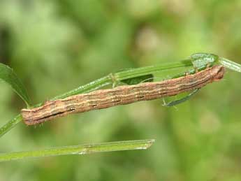  Chenille de Epirrhoe molluginata Hb. - Philippe Mothiron