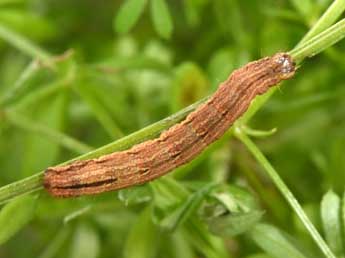  Chenille de Epirrhoe molluginata Hb. - ©Philippe Mothiron