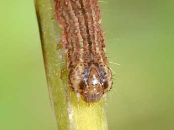  Chenille de Epirrhoe molluginata Hb. - ©Philippe Mothiron