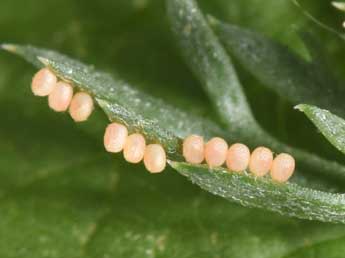  Oeuf de Idaea moniliata D. & S. - ©Philippe Mothiron