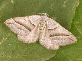 Scotopteryx mucronata Scop. adulte - Philippe Mothiron