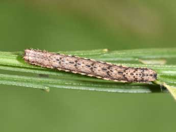  Chenille de Scotopteryx mucronata Scop. - ©Philippe Mothiron