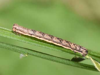  Chenille de Scotopteryx mucronata Scop. - ©Philippe Mothiron