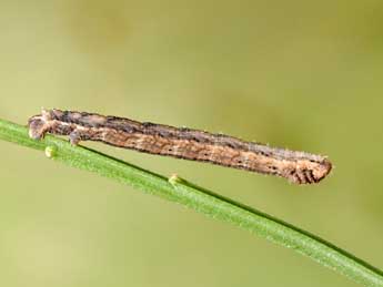  Chenille de Scotopteryx mucronata Scop. - ©Philippe Mothiron