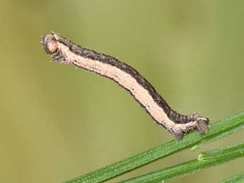  Chenille de Scotopteryx mucronata Scop. - ©Philippe Mothiron