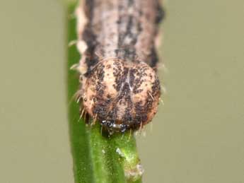  Chenille de Scotopteryx mucronata Scop. - ©Philippe Mothiron