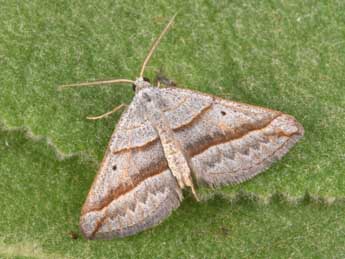 Scotopteryx mucronata Scop. adulte - ©Philippe Mothiron