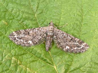 Eupithecia nanata Hb. adulte - Philippe Mothiron