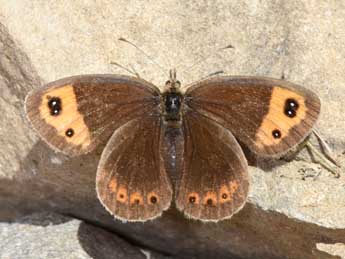 Erebia neoridas Bsdv. adulte - Philippe Mothiron