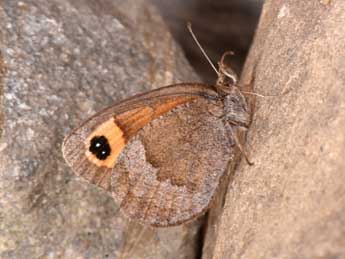 Erebia neoridas Bsdv. adulte - Philippe Mothiron