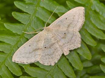 Scopula nigropunctata Hfn. adulte - Philippe Mothiron