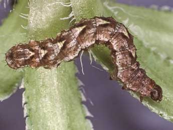  Chenille de Entephria nobiliaria H.-S. - ©Kimmo Silvonen