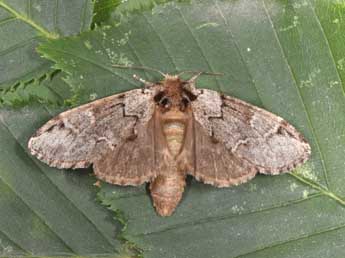 Drymonia obliterata Esp. adulte - Philippe Mothiron