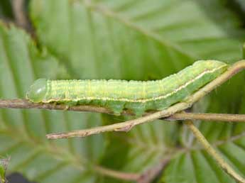  Chenille de Drymonia obliterata Esp. - Philippe Mothiron