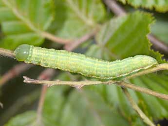  Chenille de Drymonia obliterata Esp. - ©Philippe Mothiron