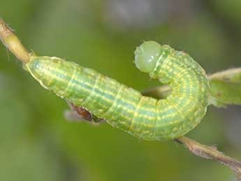  Chenille de Drymonia obliterata Esp. - ©Philippe Mothiron