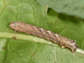  Chenille de Charissa obscurata obscurata D. & S. - Philippe Mothiron