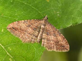 Nycterosea obstipata F. adulte - Philippe Mothiron