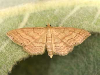 Idaea ochrata Scop. adulte - ©Philippe Mothiron