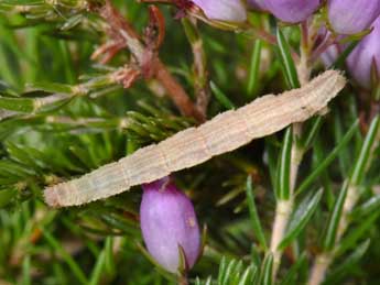  Chenille de Idaea ochrata Scop. - ©Philippe Mothiron