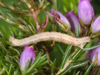  Chenille de Idaea ochrata Scop. - Philippe Mothiron