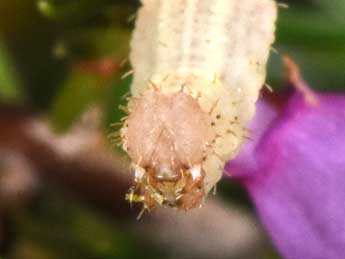  Chenille de Idaea ochrata Scop. - Philippe Mothiron