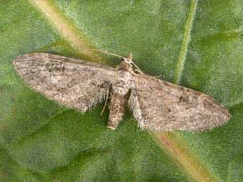 Eupithecia ochridata Sch. & Pink. adulte - Philippe Mothiron