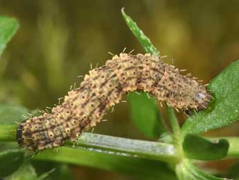  Chenille de Colostygia olivata D. & S. - ©Philippe Mothiron