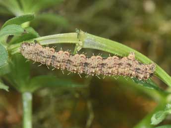  Chenille de Colostygia olivata D. & S. - ©Philippe Mothiron