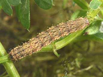  Chenille de Colostygia olivata D. & S. - Philippe Mothiron