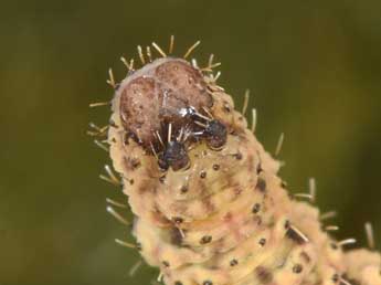  Chenille de Colostygia olivata D. & S. - Philippe Mothiron