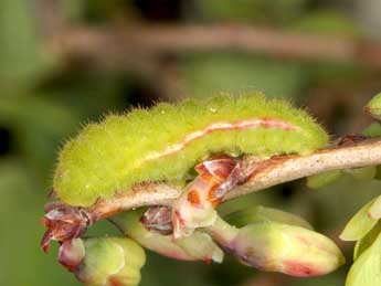  Chenille de Agriades optilete Knoch - ©Wolfgang Wagner, www.pyrgus.de