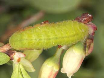  Chenille de Agriades optilete Knoch - ©Wolfgang Wagner, www.pyrgus.de