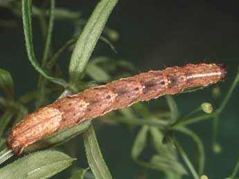  Chenille de Lampropteryx otregiata Metc. - Kimmo Silvonen