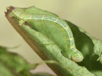  Chenille de Mesotype parallelolineata Retz. - ©Philippe Mothiron