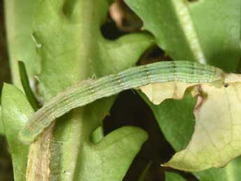  Chenille de Mesotype parallelolineata Retz. - ©Philippe Mothiron