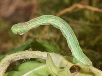  Chenille de Mesotype parallelolineata Retz. - ©Philippe Mothiron