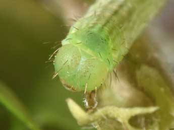  Chenille de Mesotype parallelolineata Retz. - Philippe Mothiron