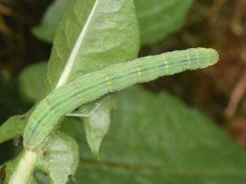  Chenille de Mesotype parallelolineata Retz. - Philippe Mothiron