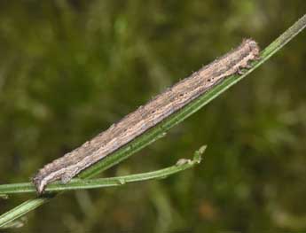  Chenille de Scotopteryx peribolata Hb. - ©Philippe Mothiron