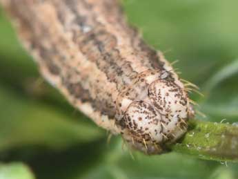  Chenille de Scotopteryx peribolata Hb. - Philippe Mothiron