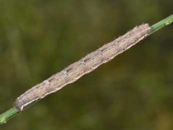  Chenille de Scotopteryx peribolata Hb. - ©Philippe Mothiron