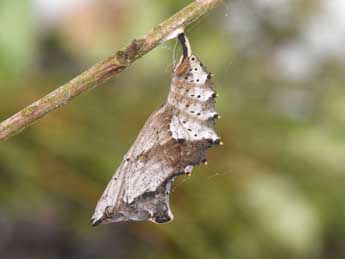  Chrysalide de Nymphalis polychloros L. - ©Philippe Mothiron