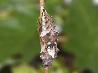  Chrysalide de Nymphalis polychloros L. - Philippe Mothiron