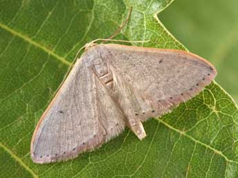 Idaea predotaria Hrtg adulte - Philippe Mothiron