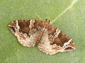 Eulithis prunata L. adulte - ©Philippe Mothiron