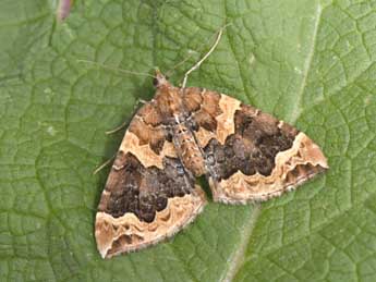 Eulithis prunata L. adulte - ©Philippe Mothiron