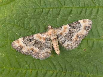 Eupithecia pulchellata Stph. adulte - Philippe Mothiron