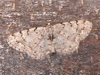 Aethalura punctulata D. & S. adulte - Philippe Mothiron